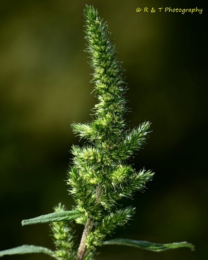 {Amaranthus hybridus}